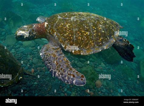 Pacific Green Sea Turtle Swimming In The Pacific Ocean Galapagos Stock