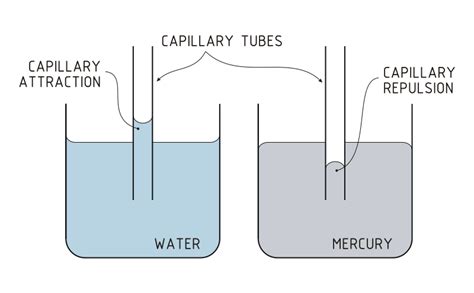 The Comparison Between Adhesion And Cohesion Osmotic Pressure