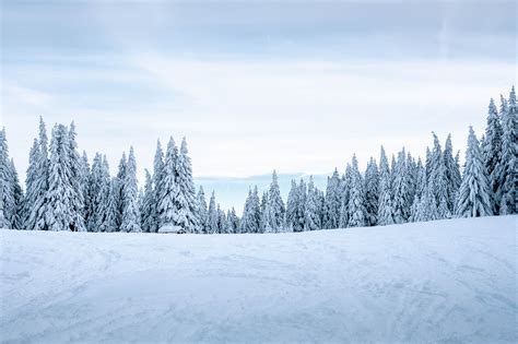 Download Wallpaper 4976x3317 Snow Winter Trees Winter