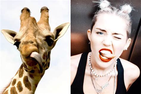 Miley Cyruss Strange Tongue Twerk Was Copied Off Giraffe