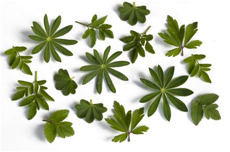 Leaves Of Various Herbs Stock Photo Image Of Plant Fresh 19277246