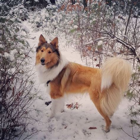 Pin On Scottish Collies