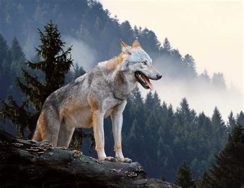 Gray Wolves Survived The Ice Age By Changing Their Diet