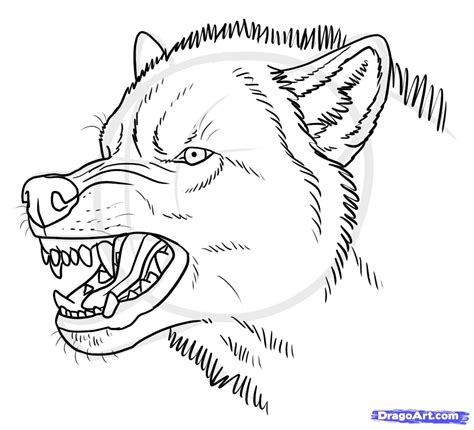 How To Draw An Angry Wolf Step By Step Forest Animals Animals Free