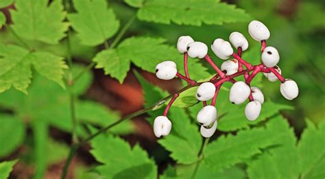 Actaea Spp Baneberries Harmful Plants In Berkshire County