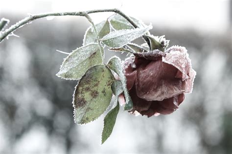 Alte Rose Im Winter Foto And Bild Archiv Projekte Naturchannel