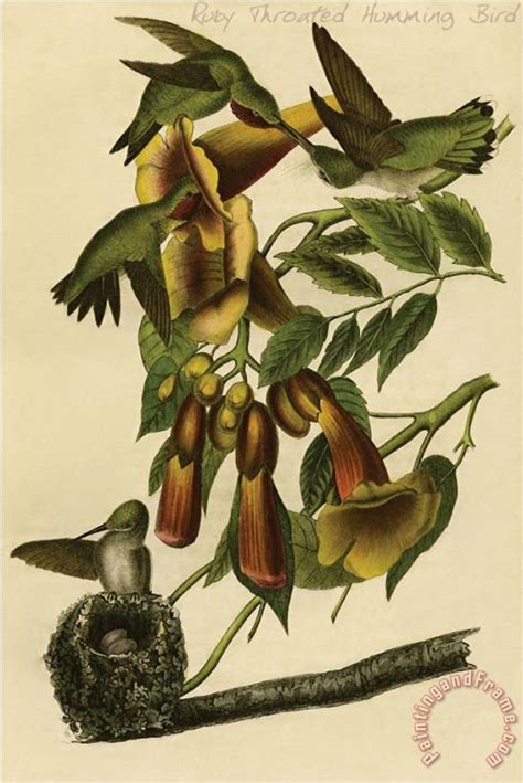 John James Audubon Ruby Throated Humming Bird Painting Ruby Throated