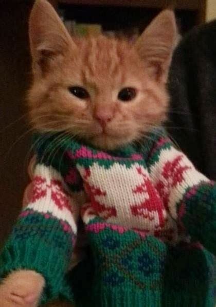 30 Photos Of Cats In Jumpers Various Hoodies And Tops