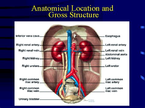 Anatomical Location And