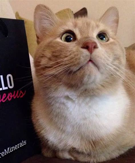 25 Googly Eyed Cats Who Are Way Too Cute To Handle Gallery