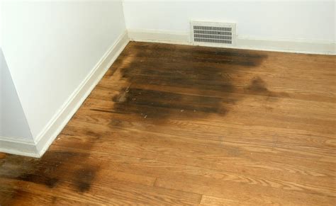 How To Clean Cat Urine Out Of Wood Floors Catwalls