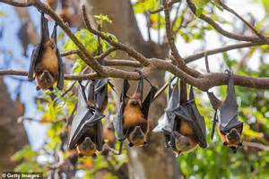 Brisbane Braces For Bat Swarm As 250000 Flying Foxes To Converge On