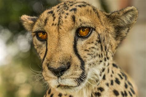 Portrait Of A Cheetah Smithsonian Photo Contest Smithsonian Magazine