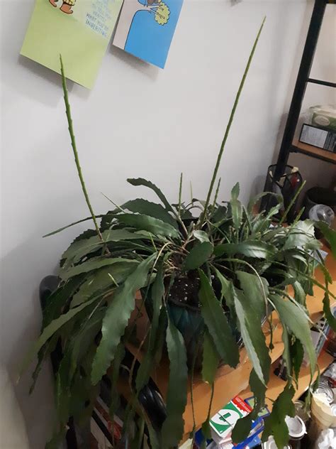 If you are seeing this message, you probably have an ad blocker turned on. Rescue cactus shooting up long stems? : whatsthisplant