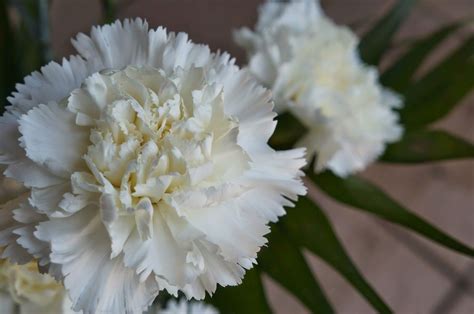 Clavel Blanco L White Carnation L Flores De Guatemala January Birth