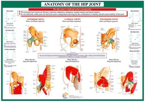 Hip Joint Anatomy Anatomy Of Hip Joint Chart Joint Anatomy Series
