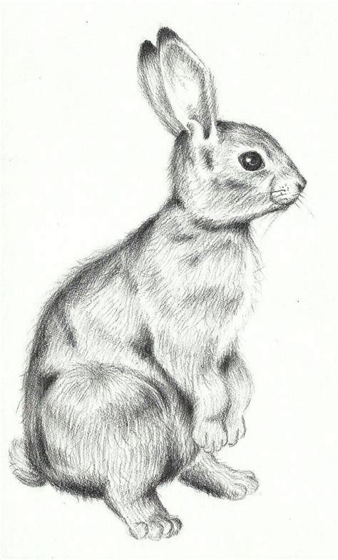 Rabbit Pictures For Drawing Realistic Animal Drawings Animal