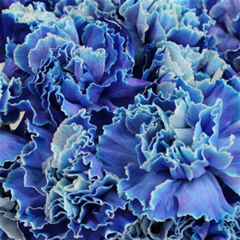 Flowers in bulk can be purchased at many internet shops like amazon, costco and ebay. Blue Carnations | Wholesale Bulk Flowers | FiftyFlowers