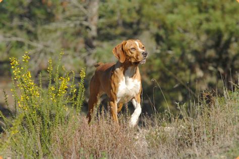 Portuguese Pointer Puppy Price Facts Characteristics Breed