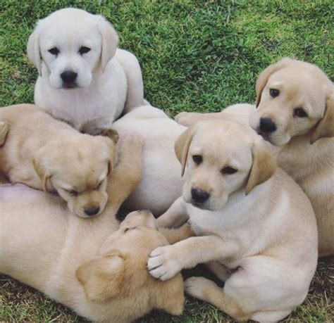 Each puppy comes with a new puppy kit and a health guarantee (see faq page for details). Golden Labrador pups | Littlehampton, West Sussex | Pets4Homes