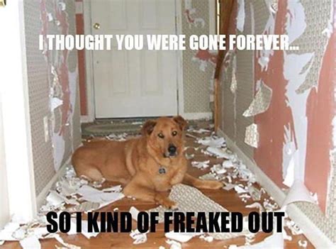10 Of The Funniest And Most Destructive Dogs In The World Page 3 Of 5