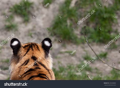 Tiger Ear Spots Stock Photo 204348880 Shutterstock