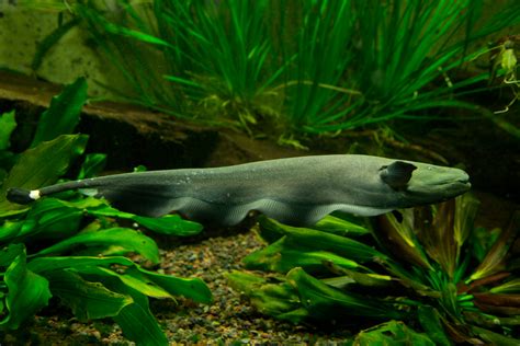 7 Exotic Freshwater Fish To Keep At Home Petland Texas