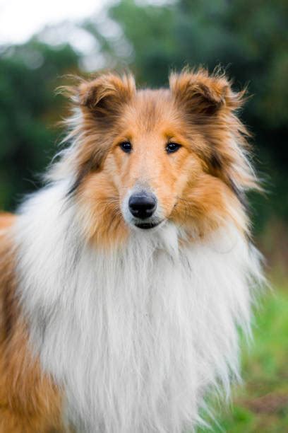 Lassie Dog Stock Photos Pictures And Royalty Free Images Istock
