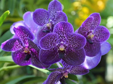 Growing Vanda Orchid Learn About The Care Of Vanda Orchids