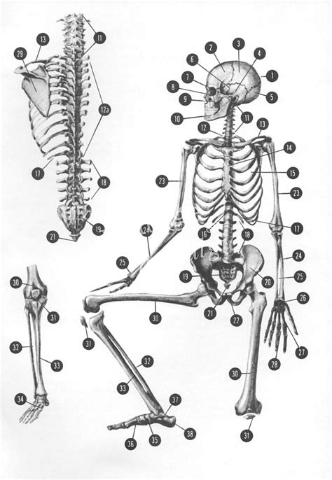 Anatomy Of The Body Bones
