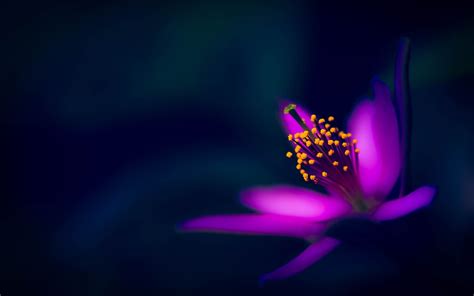 Free Download Hd Wallpaper Purple Flower Petals Macro Photography