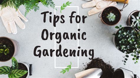 Tips For Organic Gardening 5am Podcast