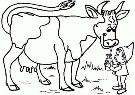 sketsa gambar sapi  belajar mewarnai anak tk gambar