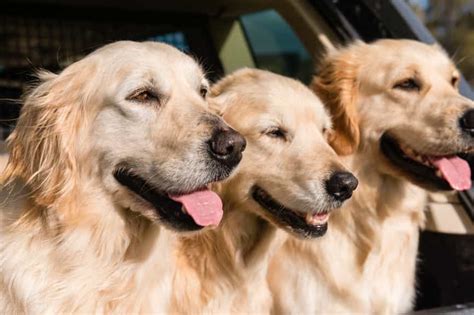 Chó Golden Retriever Và Những Kiến Thức Nhất Định Phải Biết