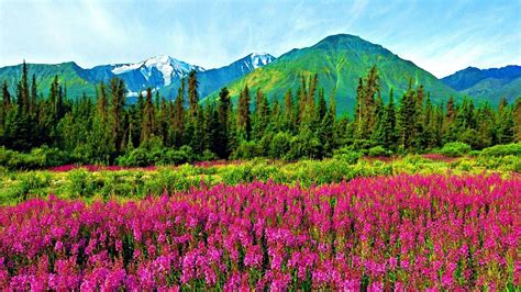 Natural Landscape Violet Mountain Flowers Pine Trees Mountains With Green Pine Forest Snowy