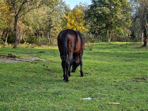 Horse Eating Grass On The Lawn In The Forest Artiodactyls Stock Photo