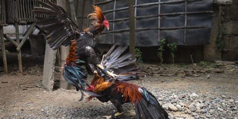 Philippines Rooster Kills Police Officer During Cockfighting Raid