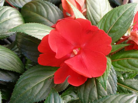 What to do with impatiens in the winter? Parks Brothers Farm Wholesale Plants Red NG Impatiens