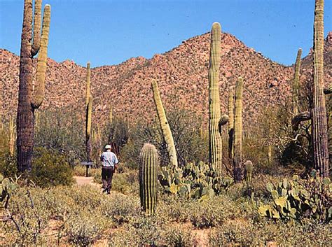 Cactus road , phoenix, az 85032. Saguaro National Park: Description - DesertUSA