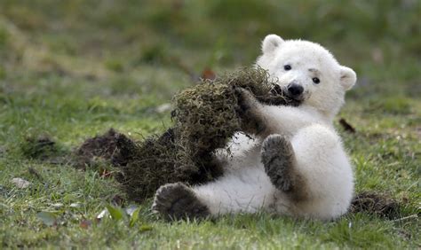 How Do Polar Bears Protect Themselves Polar Bear Facts