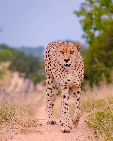 Cheetah Wild Animal In Kruger National Park South Africa Cheetah On