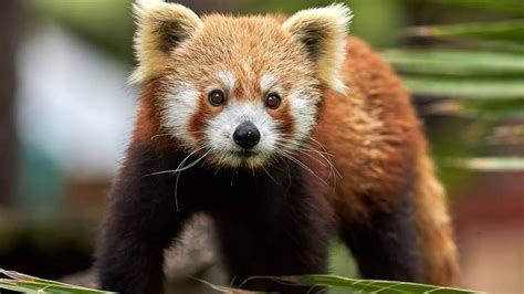 Selwo Aventura Recibe Un Panda Rojo Macho Una Especie En Peligro De