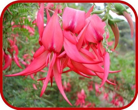 La dipladenia, una pianta rampicante fiorita, dai bellissimi fiori bianchi e verdi. Disciplina della biologia che studia le forme di vita del ...