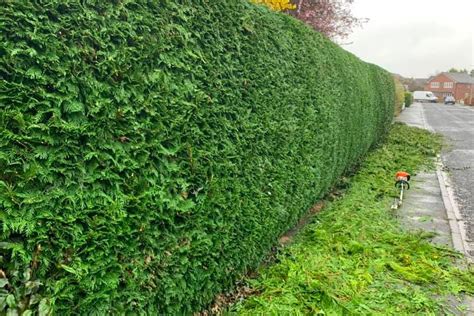 Hedge Trimming - Prestige Gardencare