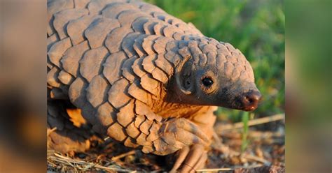 The eight species of pangolin that roam the wilds of asia and africa sadly however, pangolins are the most trafficked mammal in the world, and all 8. How US zoos bred endangered pangolins, considered ...