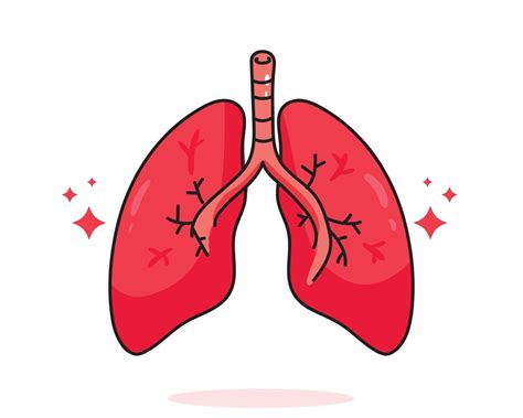 Lung Human Anatomy Biology Organ Body System Health Care And Medical Hand Drawn Cartoon Art