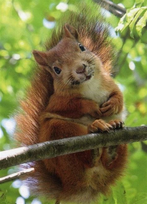 20 Photos Showing Why Squirrels Are Awesome