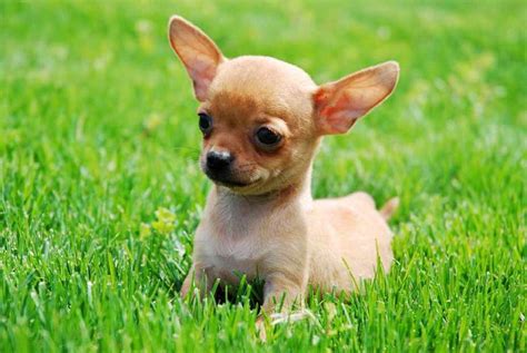 53 Taking Care Of A Puppy Chihuahua Image Bleumoonproductions