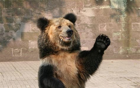 1,511 dancing bear stock video clips in 4k and hd for creative projects. A hungry bear doesn't dance - Greece Is The Word