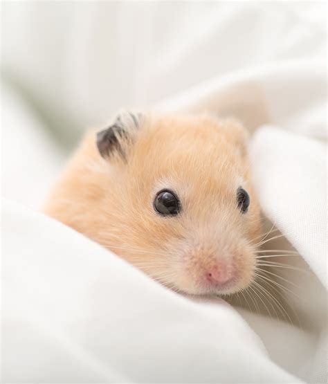 Best Hamster Bedding For Dwarf Or Syrian Hamsters